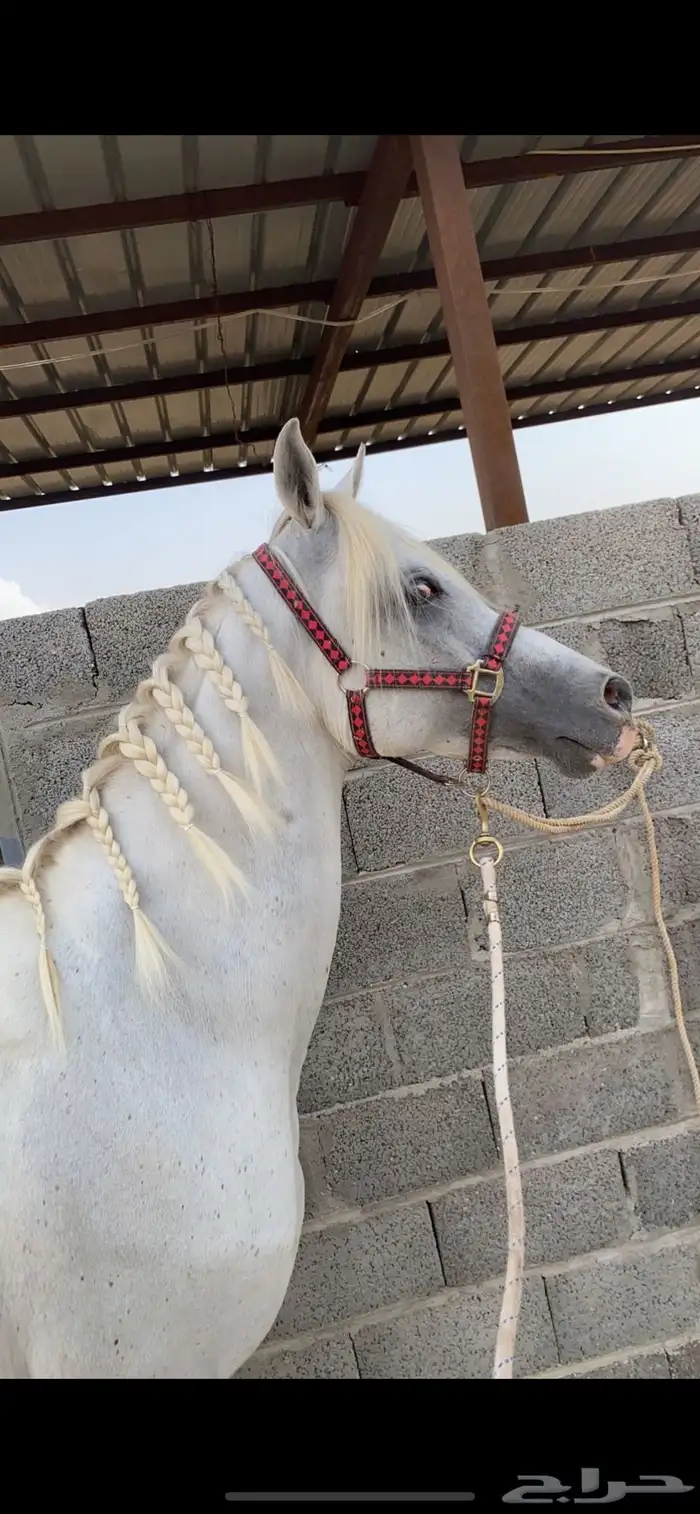 إيواء خيل 0
