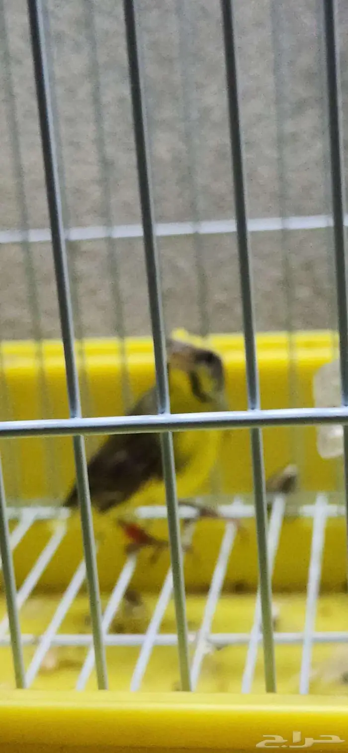 حسون موزنبيقي العمر 7 اشهر تم البيع 6