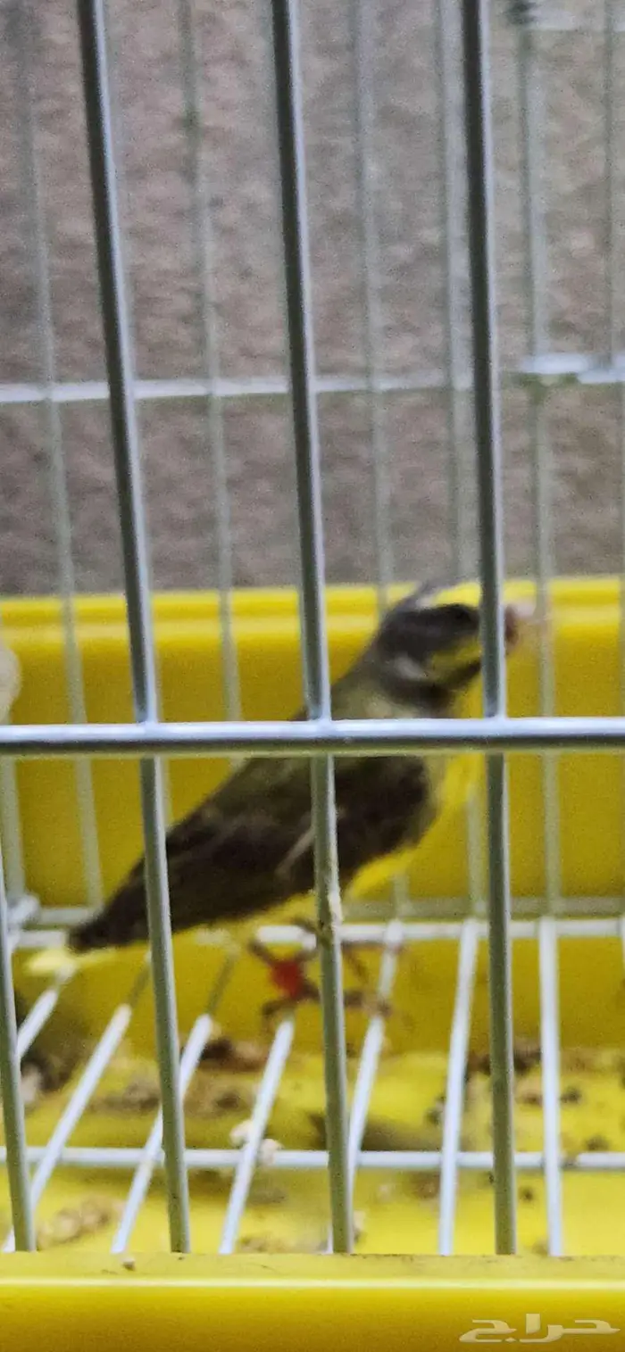 حسون موزنبيقي العمر 7 اشهر تم البيع 3