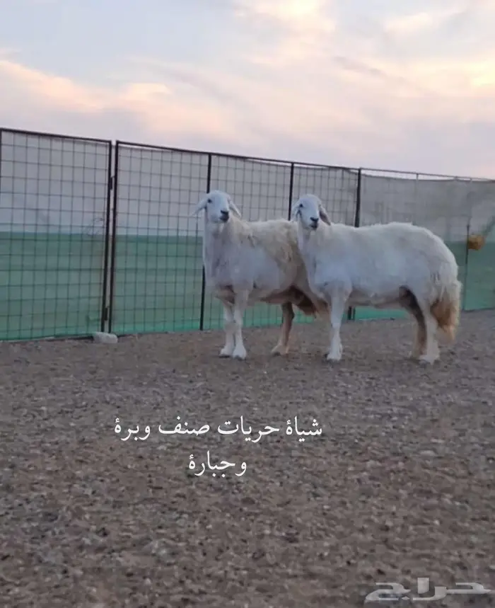 حلال حري صنف مواليد ومضاريع 0