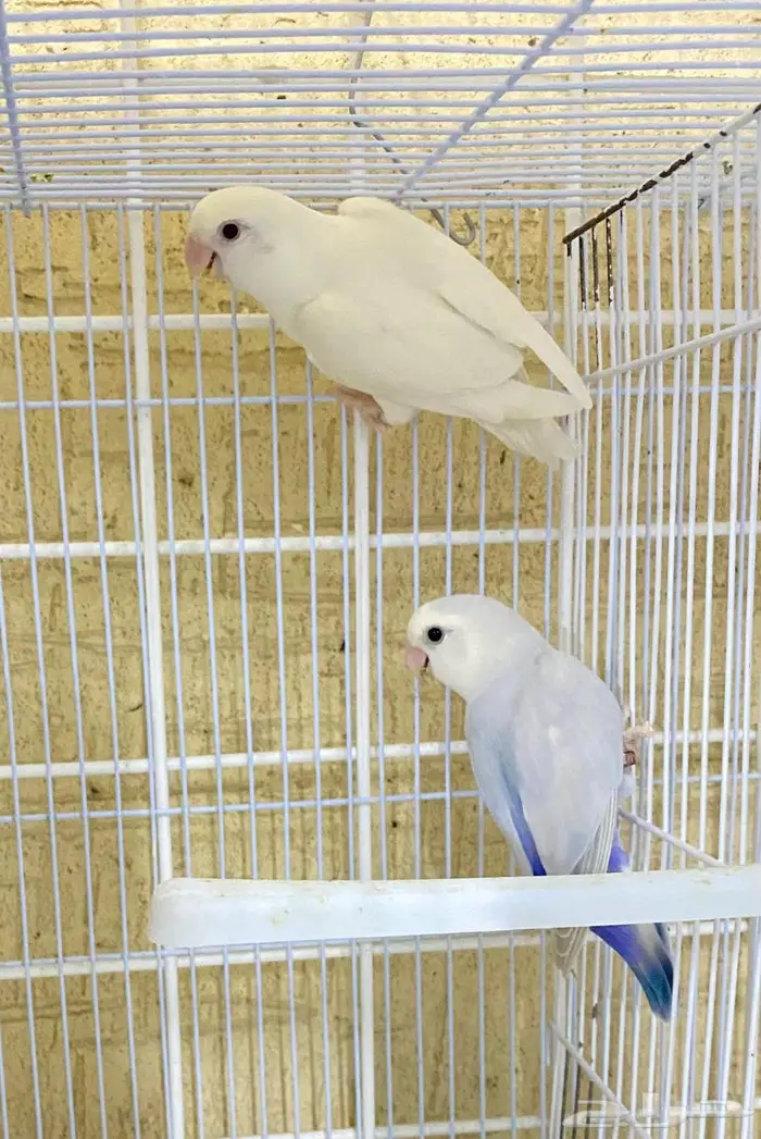 جوز روز منتج 1