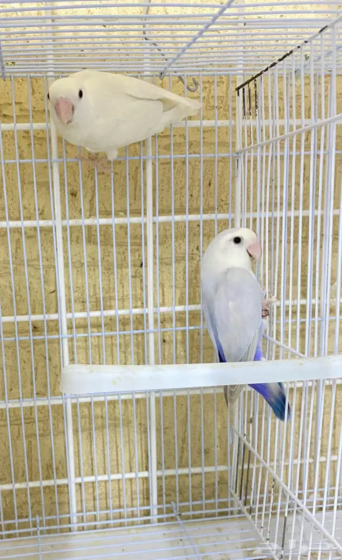 جوز روز منتج 2