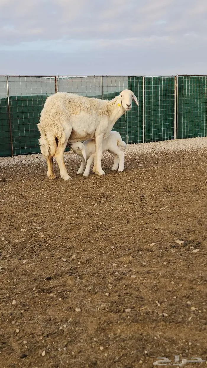 حلال حري صنف مواليد ومضاريع 5