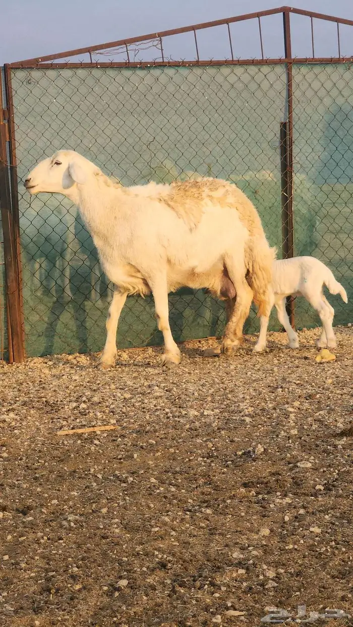حلال حري صنف مواليد ومضاريع 4