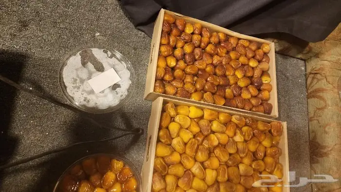 تمر رطب سكري جميع الأصناف 3