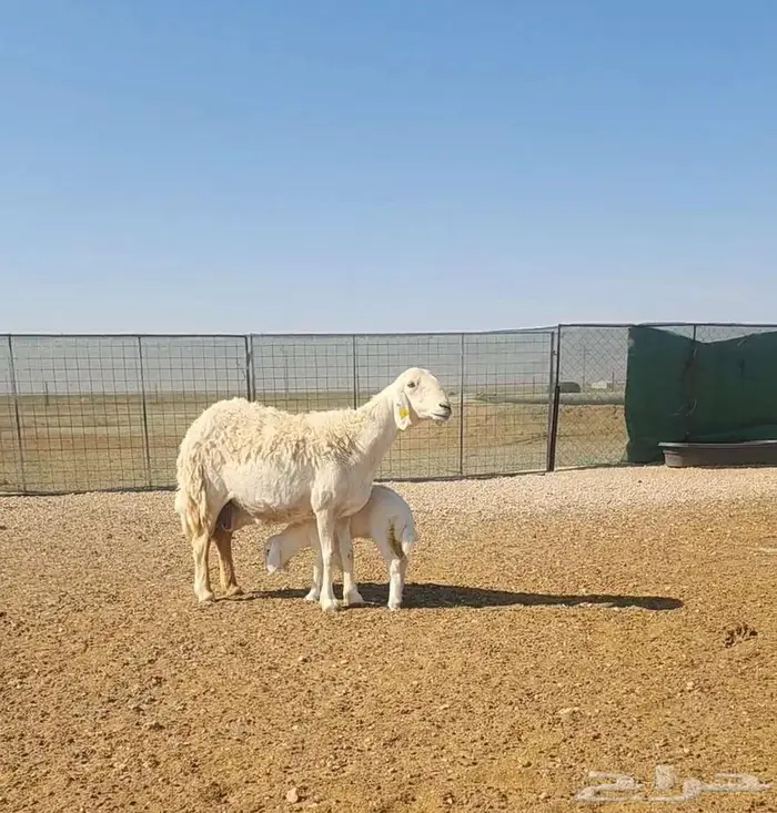 حلال حري صنف مواليد ومضاريع 11