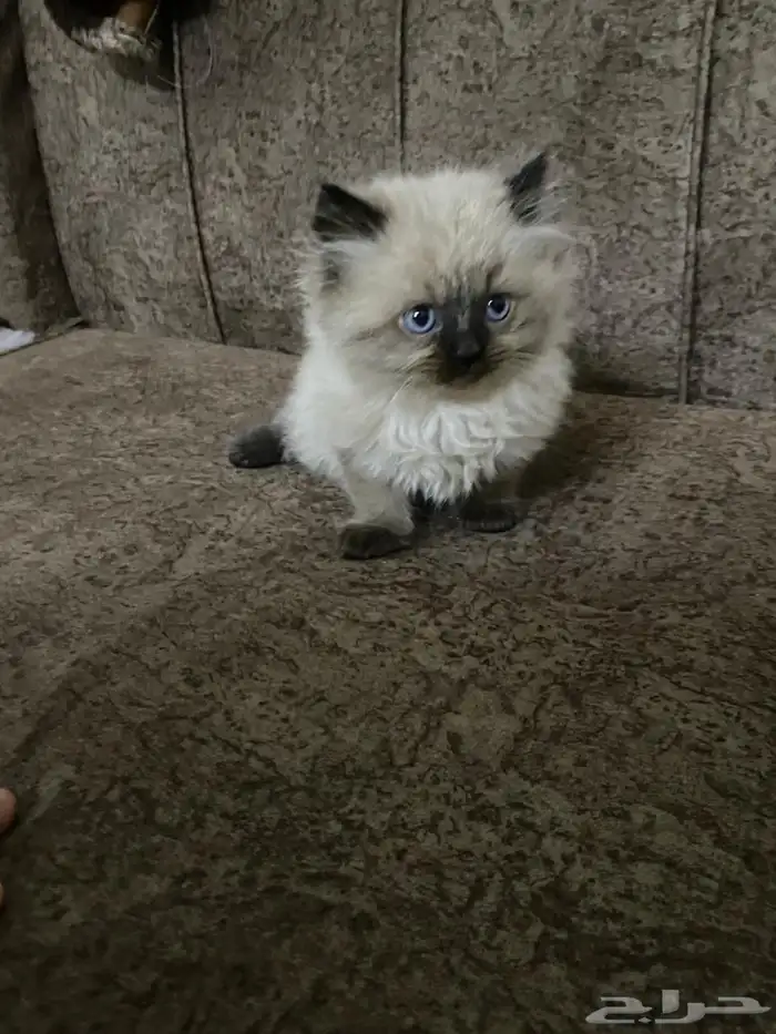 قطط هملايا بيور للبيع 5
