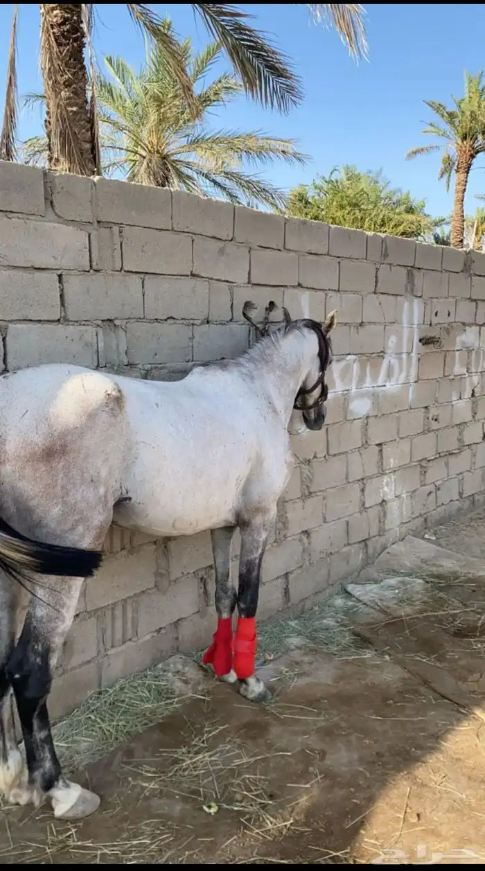 حصان شعبي سبوق 0
