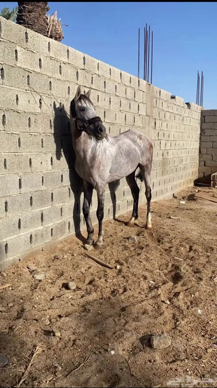 حصان شعبي سبوق 4