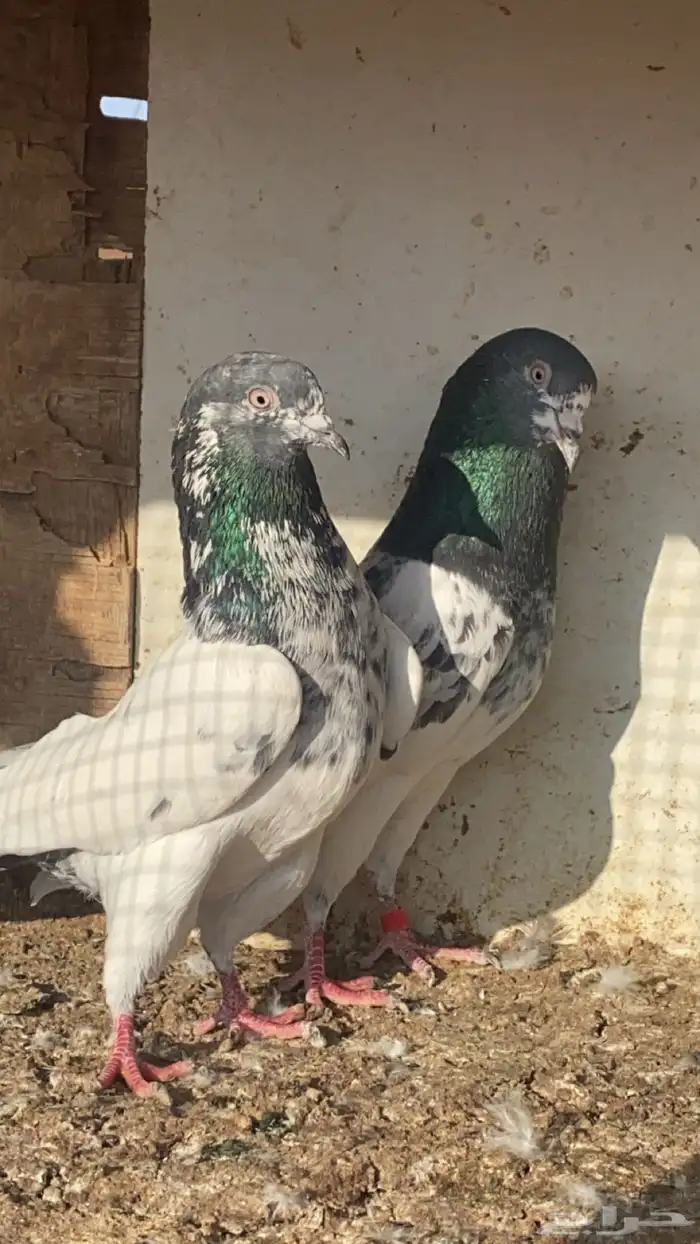 حمام بكستاني 0