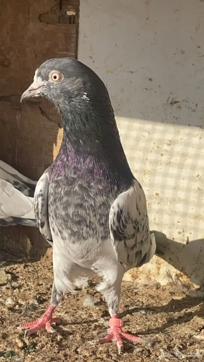 حمام بكستاني 1