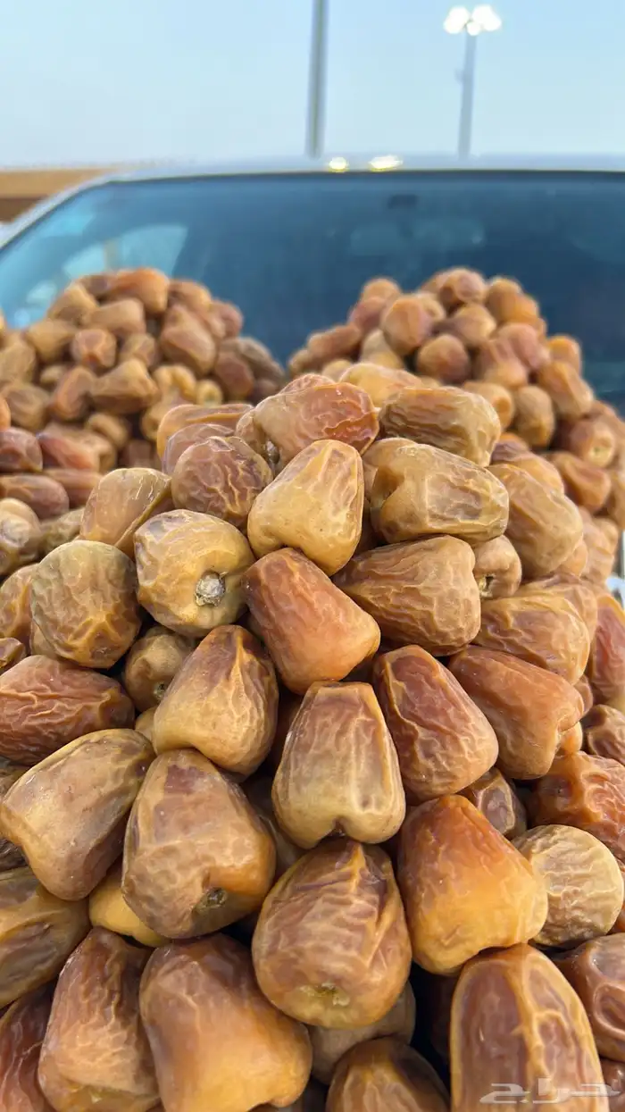 تمر سكري مفتل و جلكسي ملكي 11