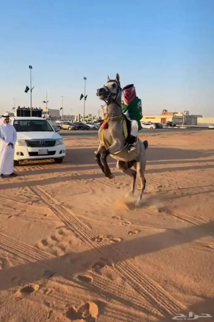 حصان شعبي 4