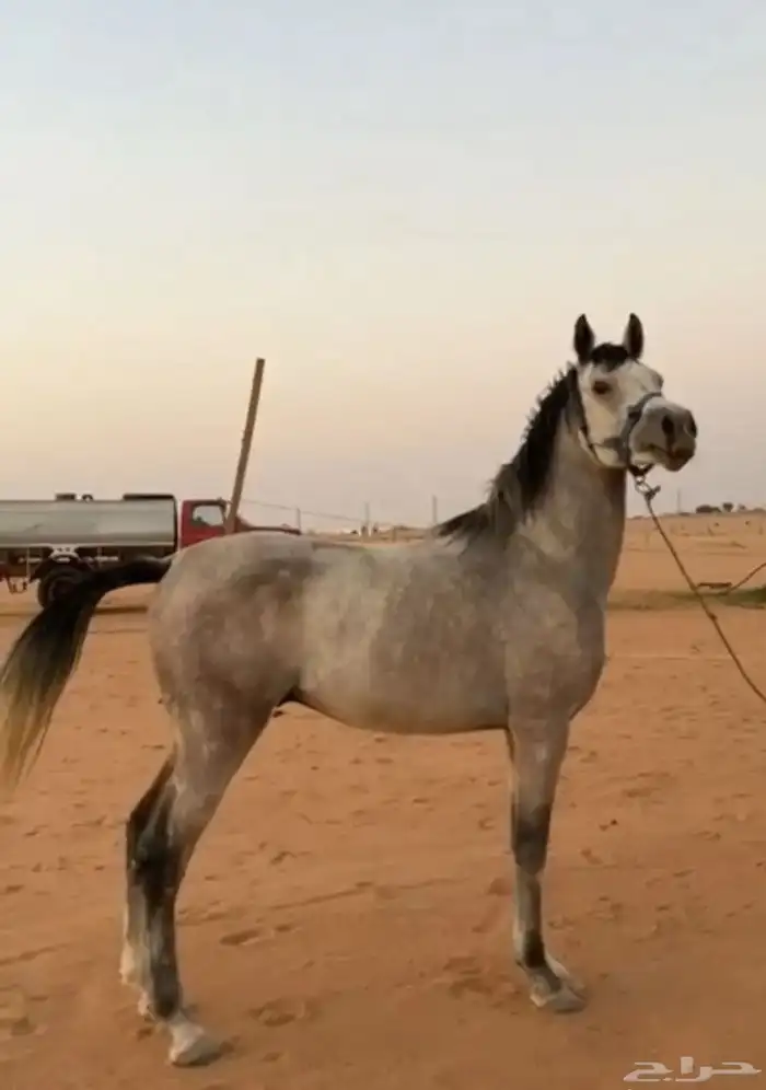 حصان شعبي 5