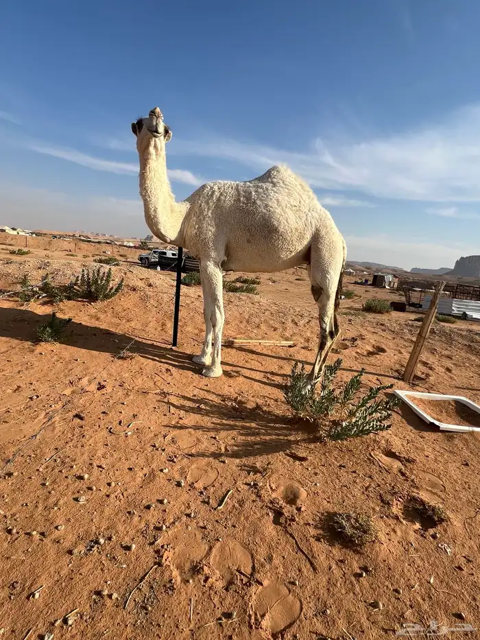 بكره 0