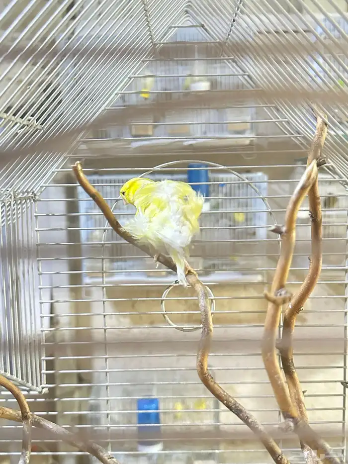 فروخ كناري غر تم البيع 5