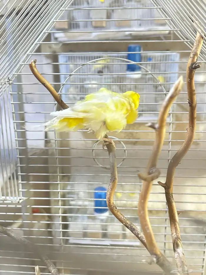 فروخ كناري غر تم البيع 4