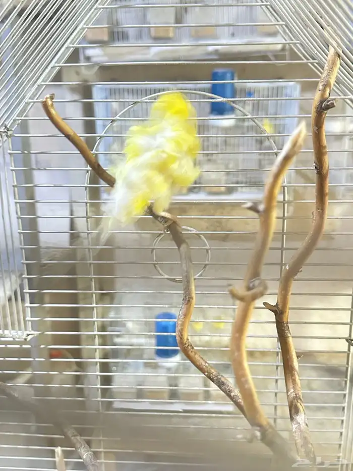 فروخ كناري غر تم البيع 6