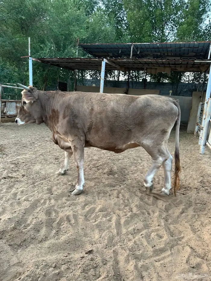 جده 1