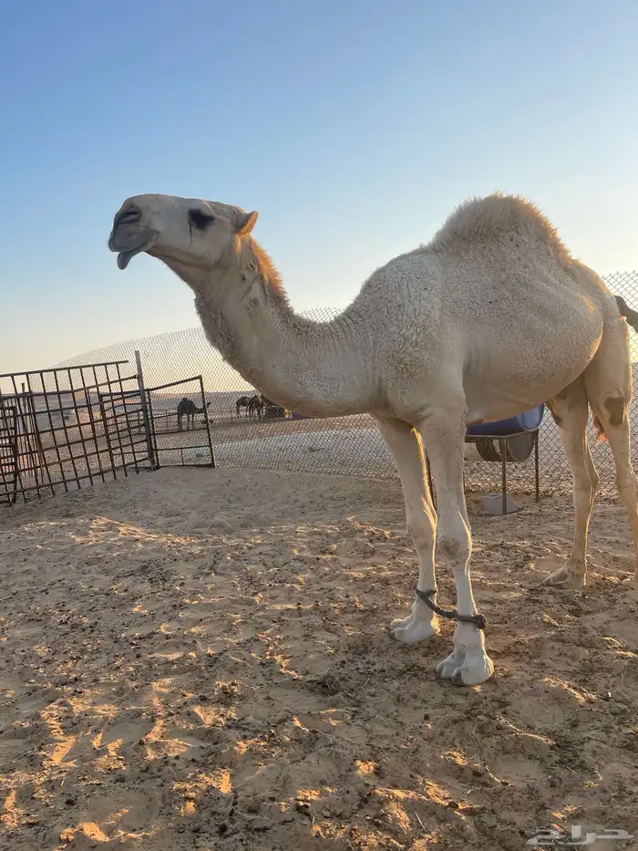 قعود باتلي لقي 0