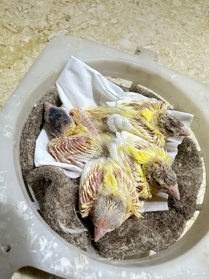 فروخ كناري غر تم البيع 2