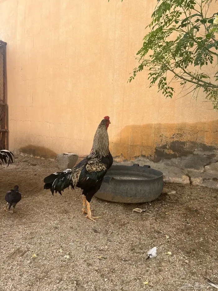 ديوك سندي ديك 0