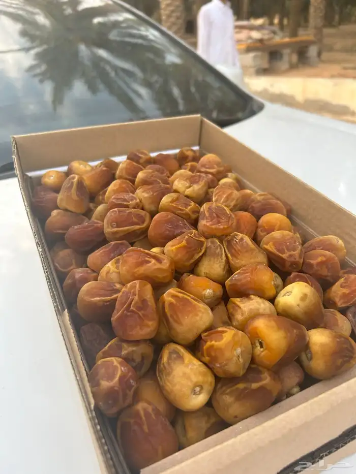 تمر سكري مفتل و جلكسي ملكي 14