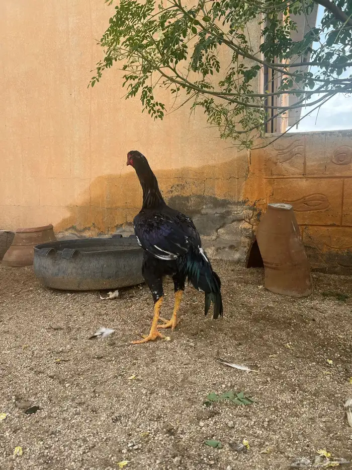 ديوك سندي ديك 1