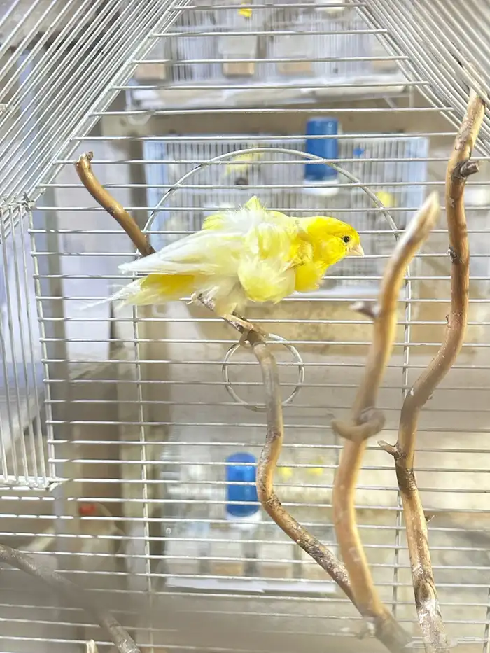 فروخ كناري غر تم البيع 3