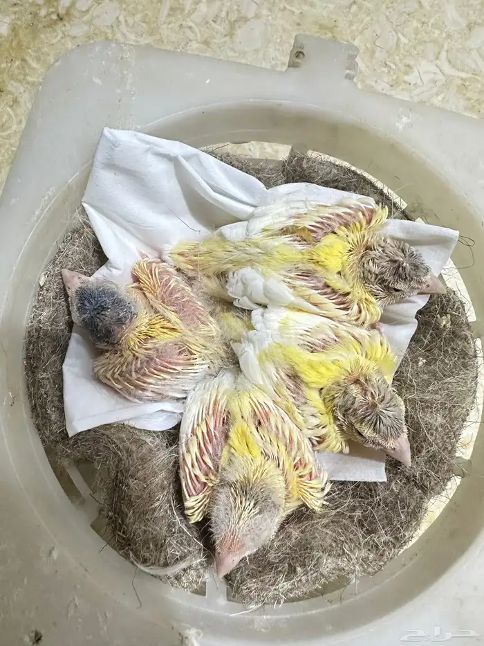 فروخ كناري غر تم البيع 0