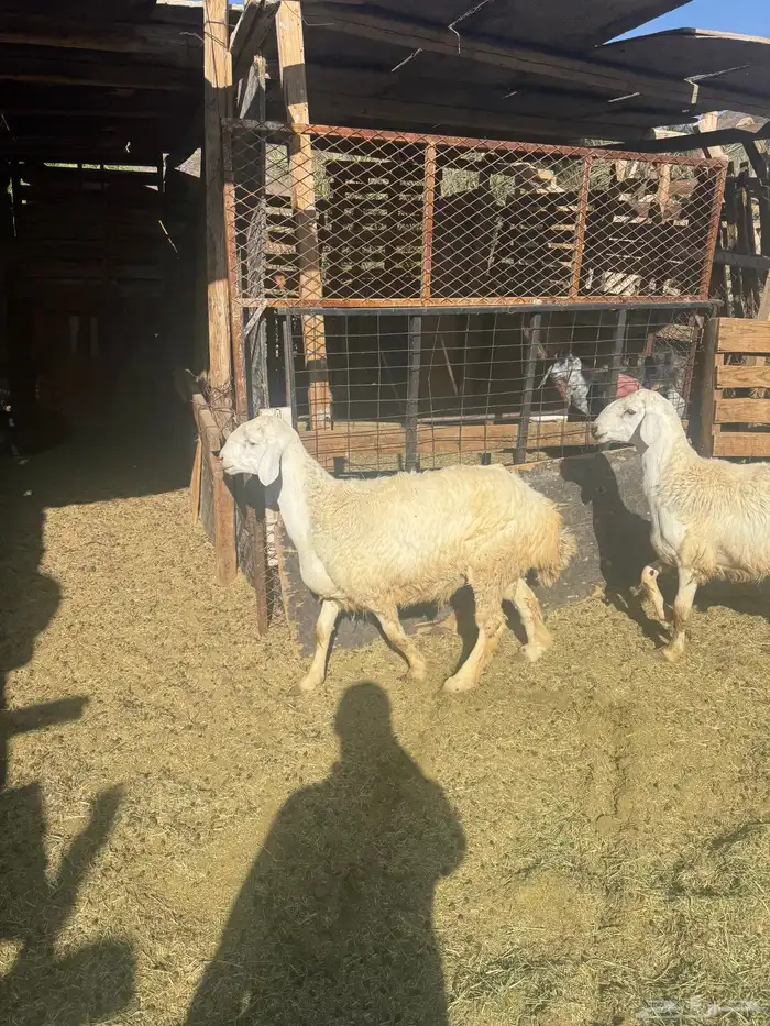 ذبايح طليان حري وتيوس مخاصي 6شهور إلي10 شهور اتصل وازهلها 0