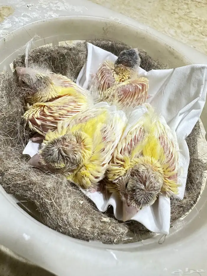 فروخ كناري غر تم البيع 1