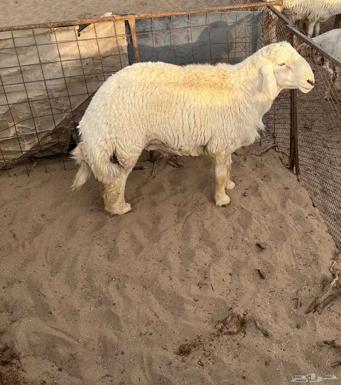 البيع طلي فحل على جميع الشروط 0