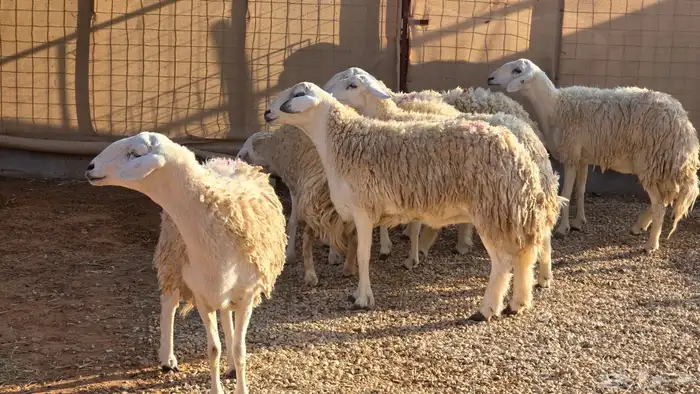 للبيع شياه حريات صنف ((تم البيع)) 3