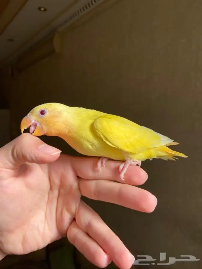 ببغاء روز هدد خارجي 6