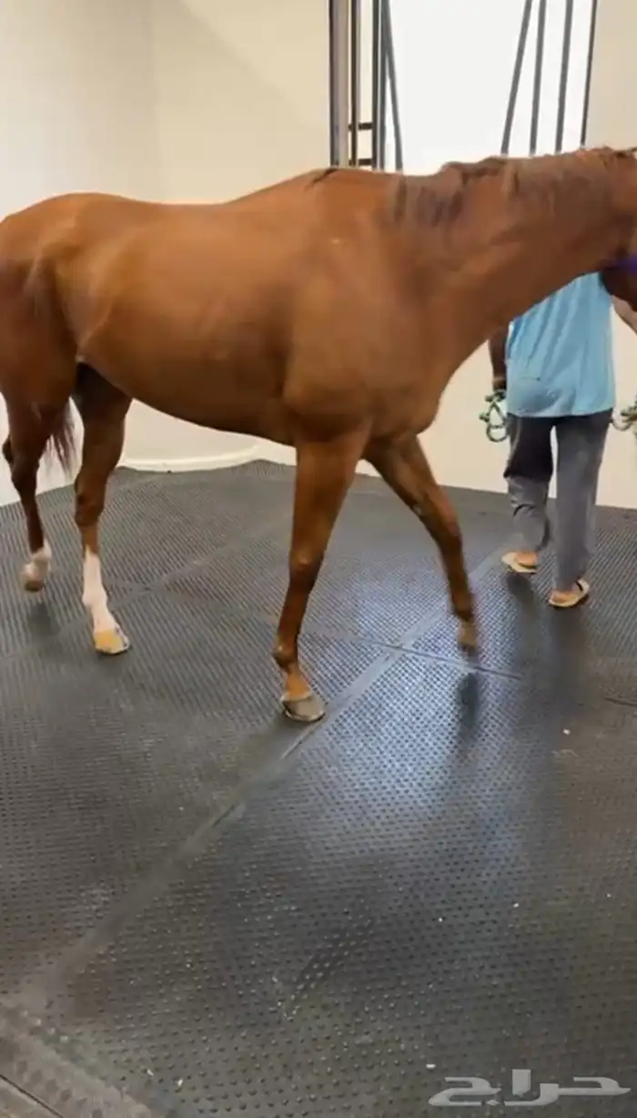 أرضيات مطاطيه رول بلاط اسطبلات الخيل 1