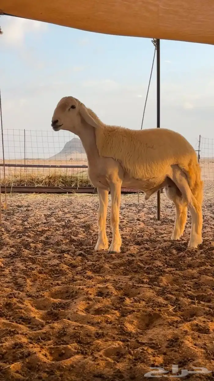 مشروع فحل حري صنف 0