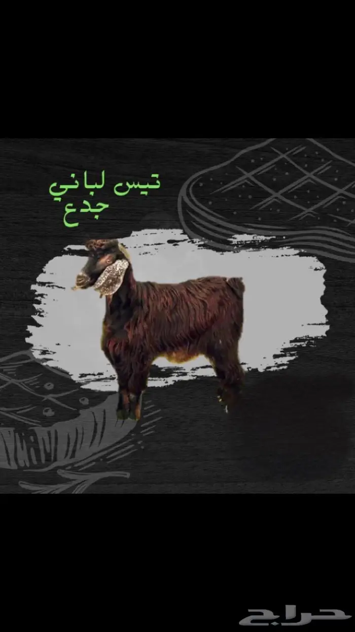 ملحمة أنعام البركة العطاء 10