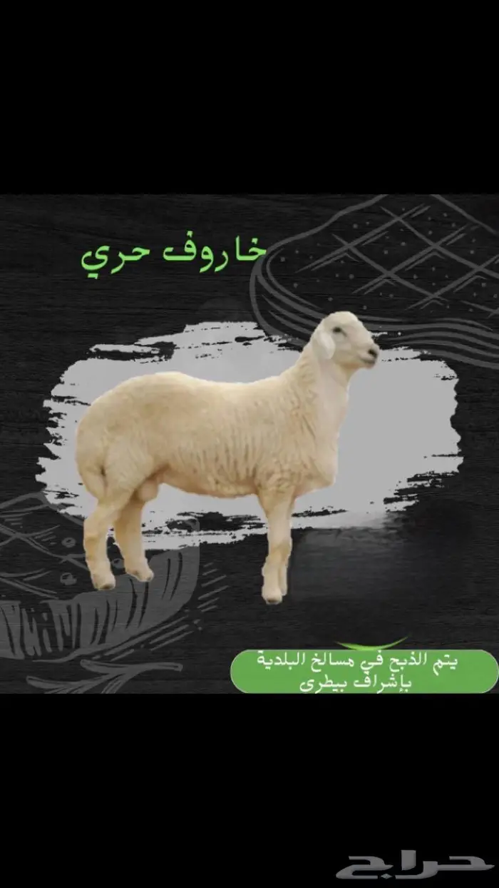 ملحمة أنعام البركة العطاء 12