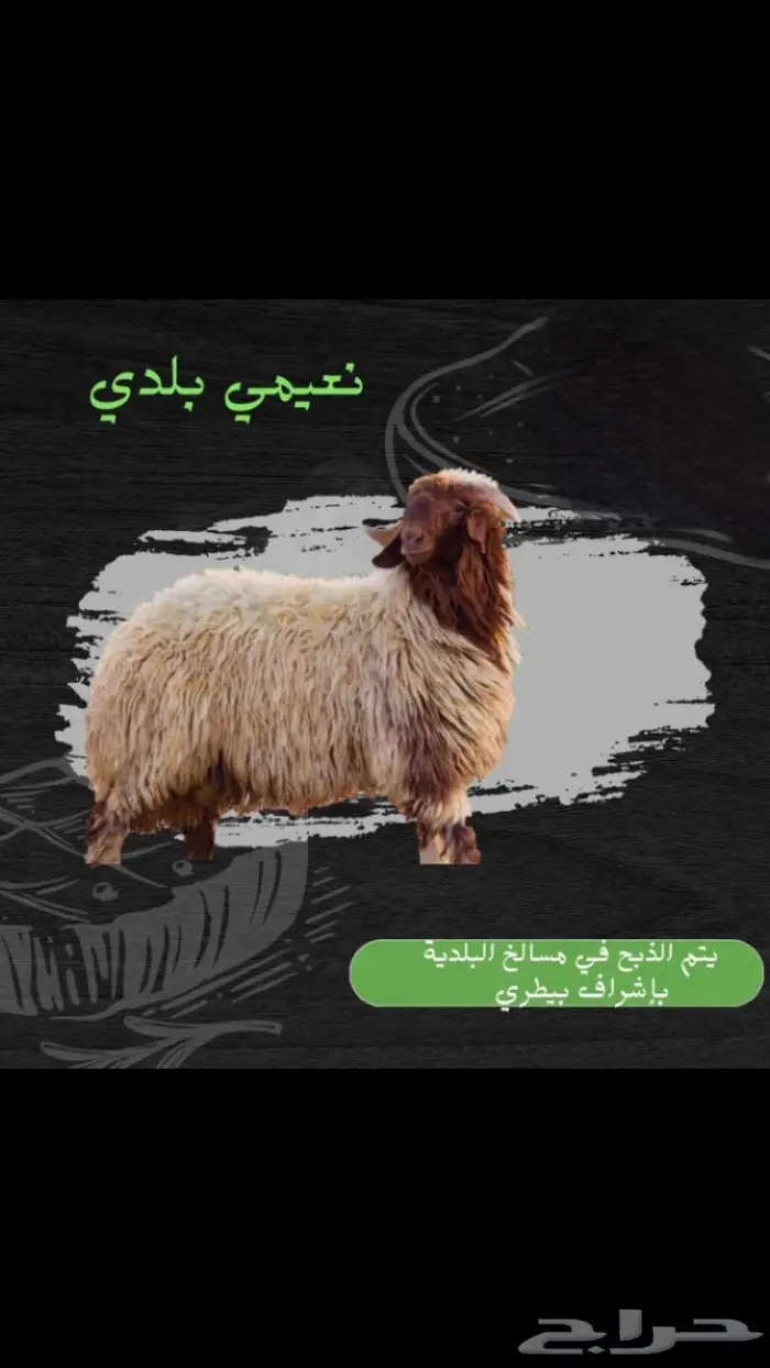 ملحمة أنعام البركة العطاء 13