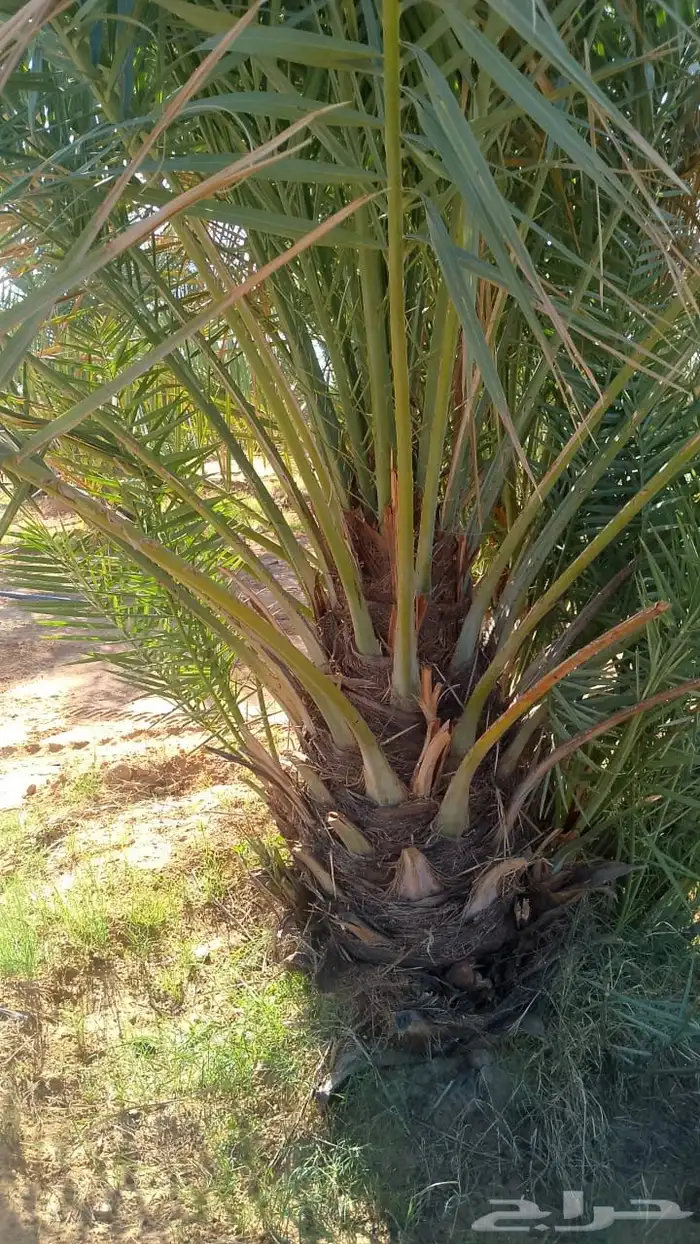 فراخة نخل اخلاص كبار 2