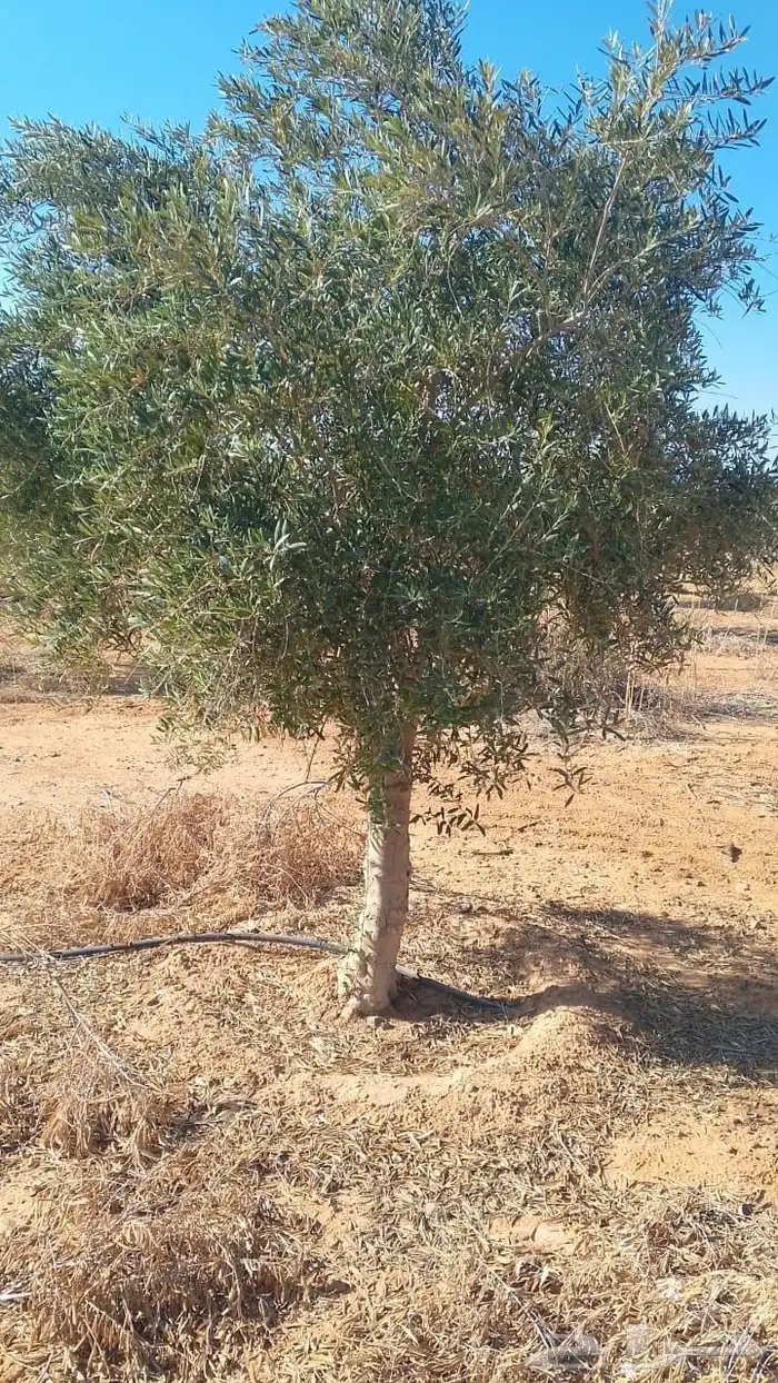 اشجار زيتون 9