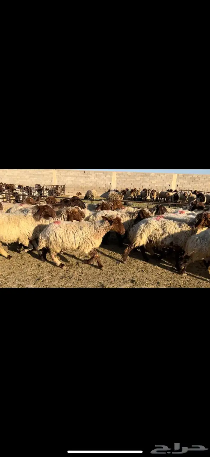 غنم نعيم دفيع 4