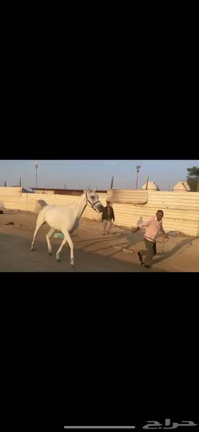 فرس واهو 3