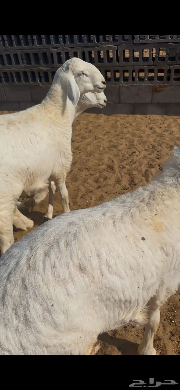 جذعان حريات فل 2
