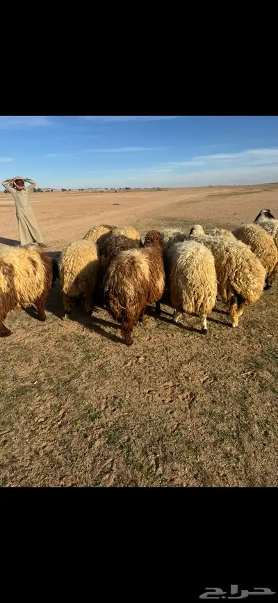 رخال جذعات مضاريع 1
