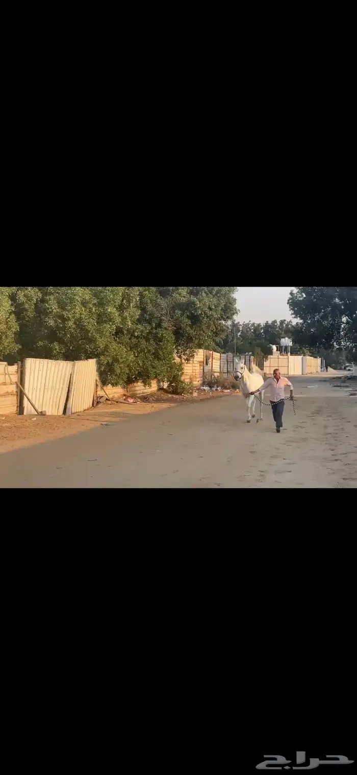 فرس واهو 0