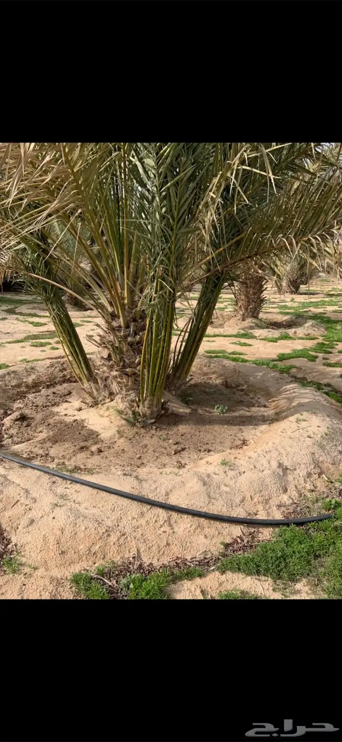 فصايل نخل خلاص 0