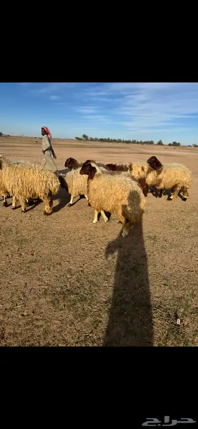 رخال جذعات مضاريع 2