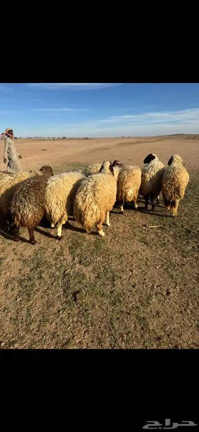رخال جذعات مضاريع 4
